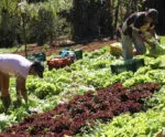 Espírito Santo lança Selo Verde para impulsionar agro sustentável