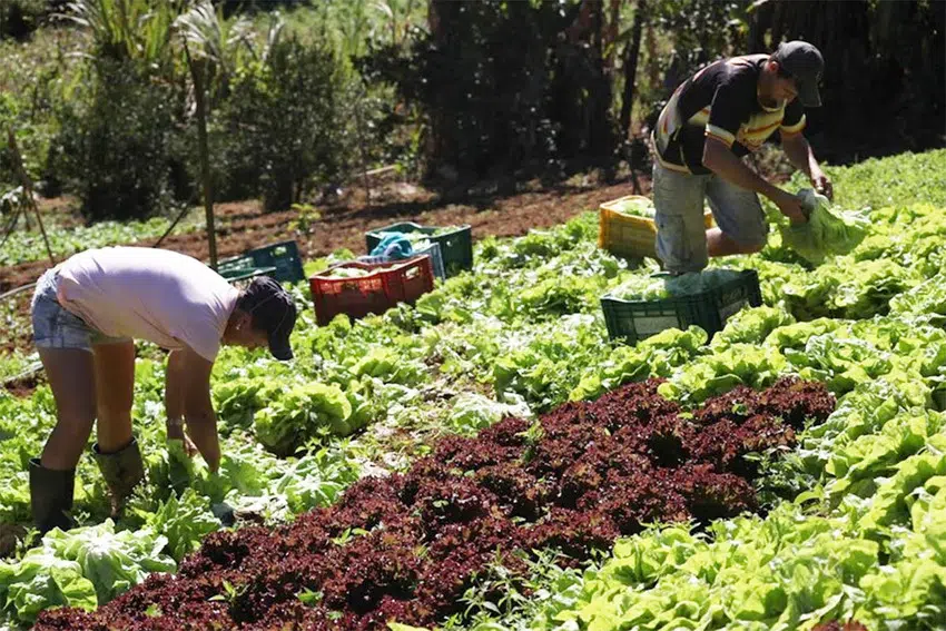 agroindustria no espírito santo (1)