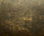 Incêndios e seca na Amazônia e no Pantanal batem marcas históricas
