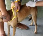 Cachoeiro realiza Dia D de vacinação antirrábica neste sábado (28)