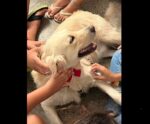 ‘Cão Terapia’: pacientes de hospital público são beneficiados no ES