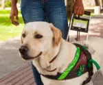 PL garante acesso de cão de serviço a ônibus e lojas no ES