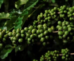 Clones de conilon para cafeicultura de montanha é tema de vídeo Clones de conilon verde.