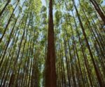 Idaf orienta sobre renovação do registro de atividade florestal