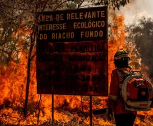 Desmatamento do Cerrado emitiu 135 milhões de toneladas de CO2