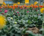 Primavera: Aproveite para turistar em destinos que exalam o colorido e o cheiro das flores