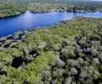 AGU pede reparação por danos climáticos de criação de gado na Amazônia