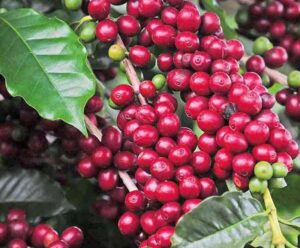 Café Robusta opera na casa dos R$ 1.500; neste ano, preço subiu 100%