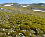 Antártica está ‘ficando verde’ em ritmo acelerado, alertam cientistas