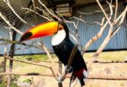Passeio imperdível: conheça o Bioparque das Aves no Espírito Santo