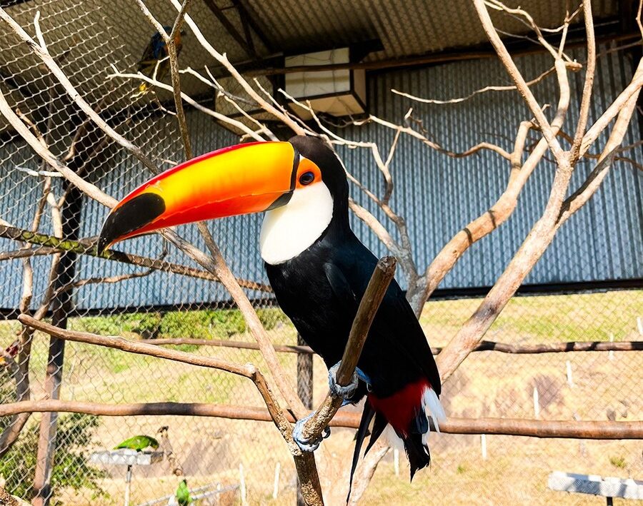 Bioparque das Aves, Domingos Martins