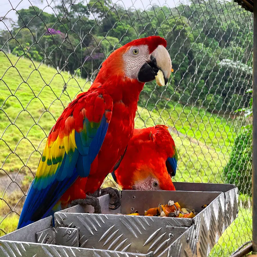 Bioparque das Aves, Domingos Martins