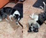 VÍDEO | Cachorro aprende feitiços do Harry Potter e conquista a web