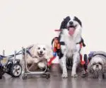Além da cadeira de rodas: parceria promove inclusão de pets com deficiência
