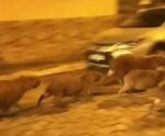 VÍDEO | Capivaras são flagradas passeando pelas ruas de Castelo