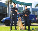 Cariacica: conheça o trabalho estratégico do cão policial da Guarda