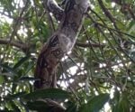 Que susto! Jiboia é encontrada no quintal de casa em Castelo