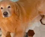 Justiça arquiva caso do cachorro Joca, que morreu durante voo da Gol