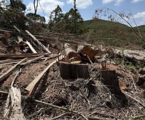 Mata Atlântica em Pé: quase R$ 3 milhões em multas foram aplicadas no ES Operação Mata Atlântica em Pé