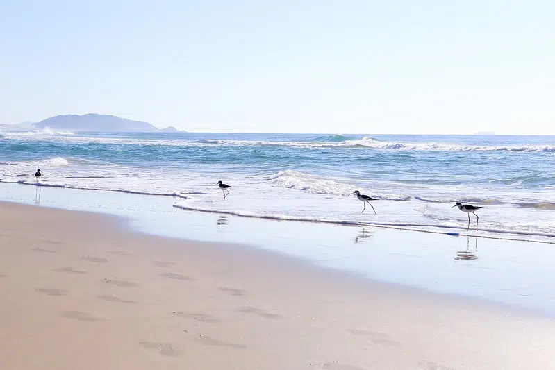Praia do Campeche_Florianopolis_SC
