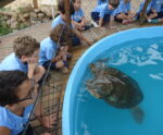 Semana das Crianças: pequenos poderão alimentar tartarugas no projeto Tamar