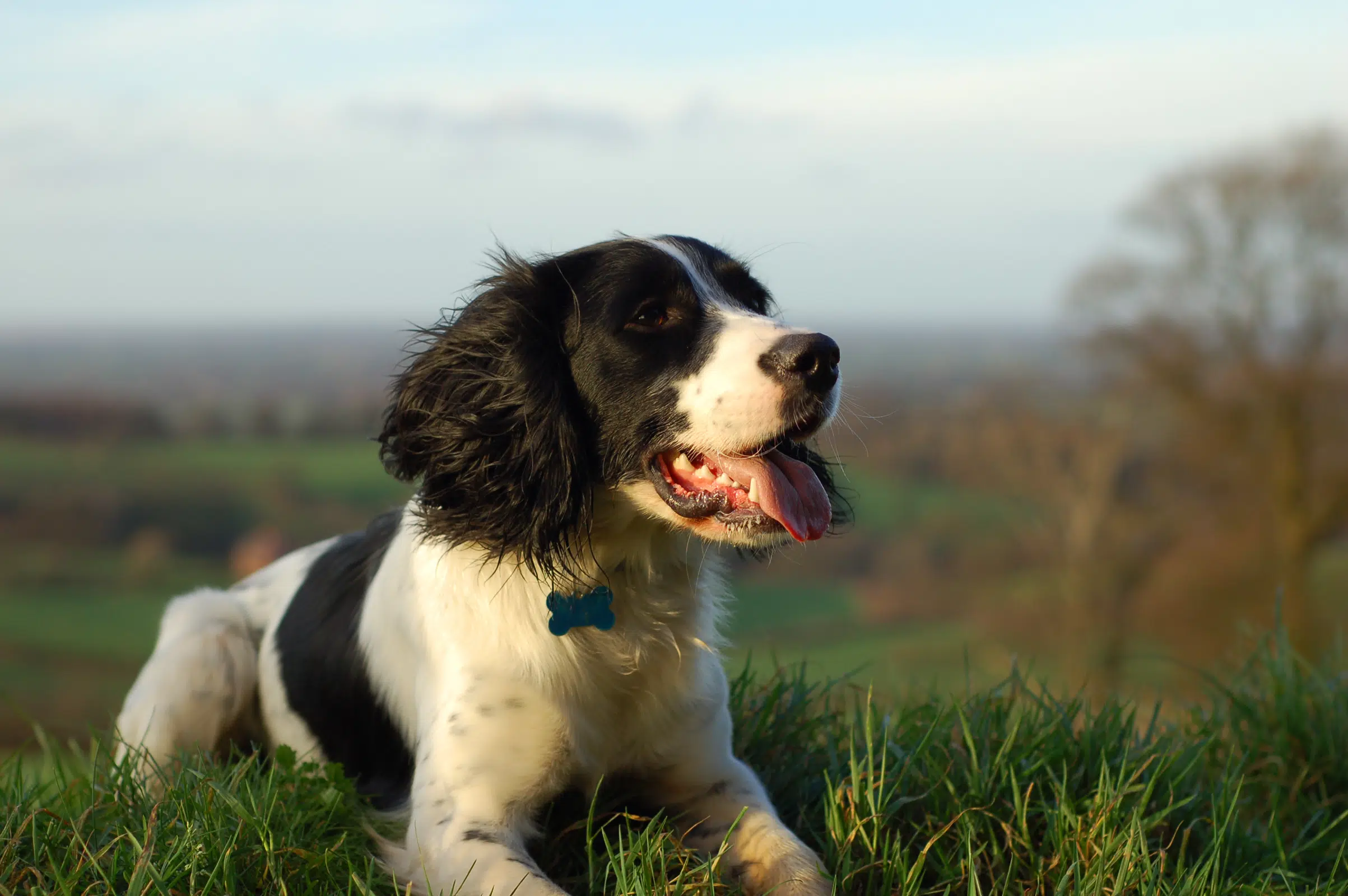 Saúde cardíaca dos cães