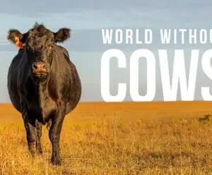 O que aconteceria se todas as vacas desaparecessem de repente?