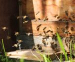 MPES diz que mortalidade de enxames de abelhas devem ser comunicadas ao IDAF
