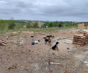 Polícia resgata 80 animais e prende homem por maus-tratos no ES animais resgatados no Espírito Santo