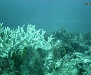 Aquecimento mata 80% dos corais da Costa dos Corais entre PE e AL