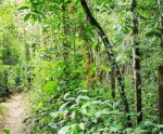 Trilha Amazônia Atlântica agora integra Rede Nacional de Trilhas de Longo Curso