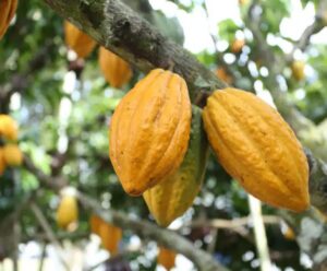 Clones de cacau brasileiros serão textados contra monilíase