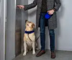 Espírito Santo: projeto regula trânsito de animais em condomínio