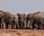 A maioria dos países não mostraram planos para metas da COP16