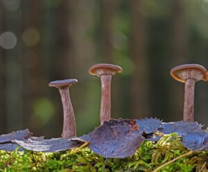 COP16: fungos poderão receber o mesmo status da fauna e da flora