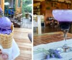 Descubra os encantos e o toque especial da lavanda na gastronomia