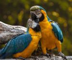 COP16: a hora da ação em prol da biodiversidade