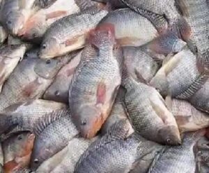 A tilápia será o novo frango nas mesas dos brasileiros?
