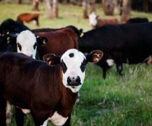 Amazônia: apenas 4 empresas combatem o desmatamento