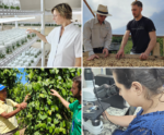 Incaper celebra 68 anos de contribuições à agropecuária capixaba
