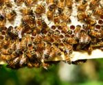 Abelhas no café podem gerar R$ 22 bi anuais ao arábica no Brasil