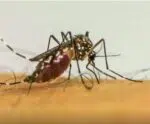 Eliminar a dengue começa em casa: saiba como