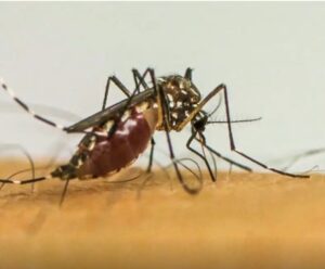 Anchieta reforça ações de combate a mosquito transmissor de doenças