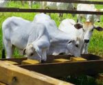 Boi lambeu: barra de cereal oferece nutrientes essenciais para o gado