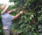 COY: ES investe em qualidade do café há mais de 20 anos