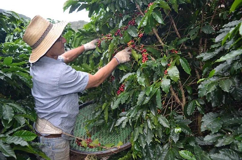 Café no Brasil