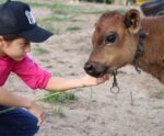 Clube da Bezerra gera vínculo entre crianças e pecuária leiteira