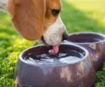 Cuide do seu pet: atenção especial durante ondas de calor