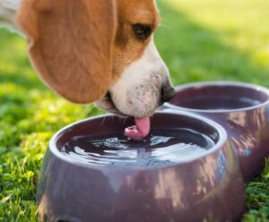 Cuide do seu pet: atenção especial durante ondas de calor Cuidados pet calor