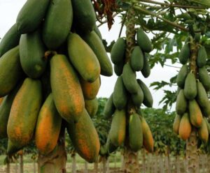 Cultivo de mamão estabiliza em 2024, mas preços pressionam